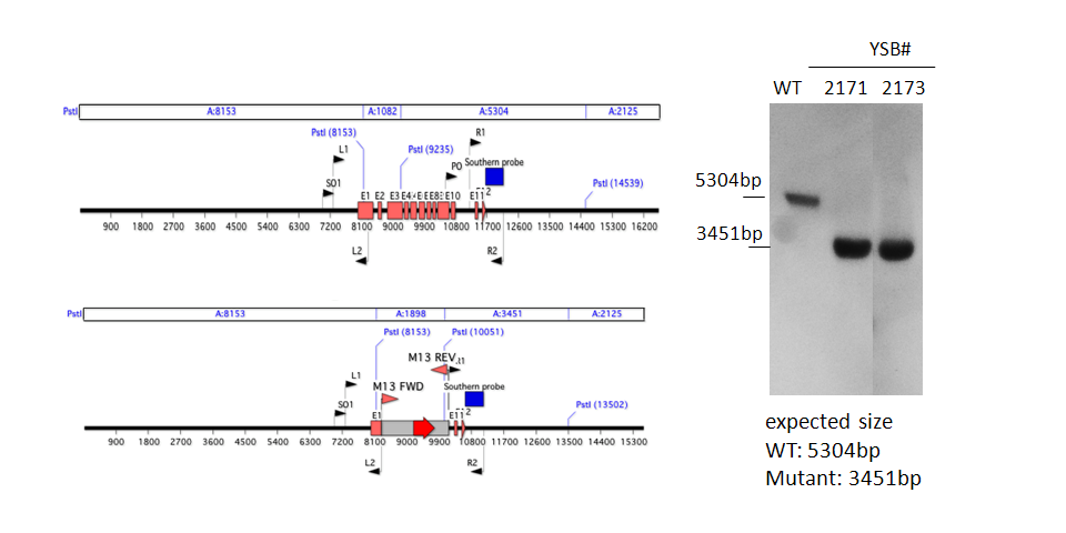 Gene disruption strategy for CNAG_06719T0