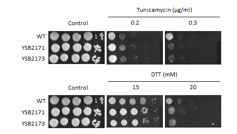ER stress phenotype for CNAG_06719T0