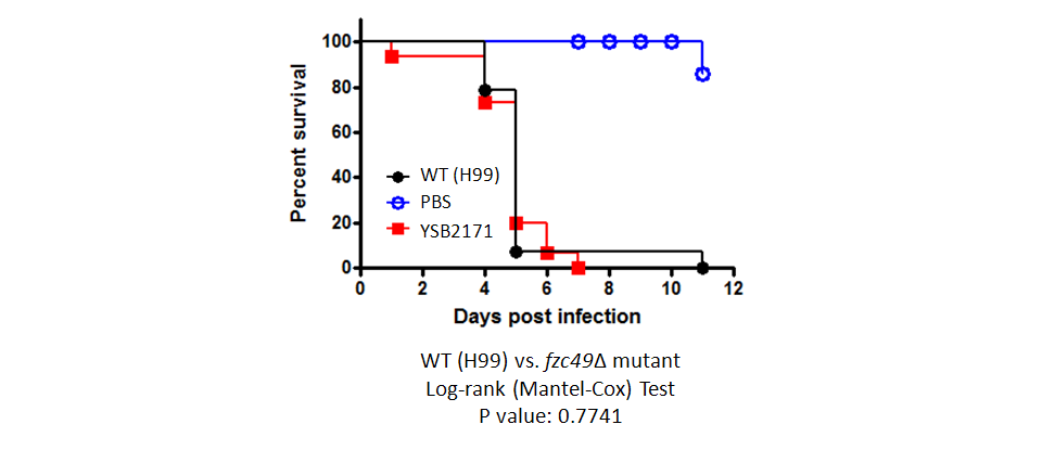 Galleria mellonella virulence data for CNAG_06719T0