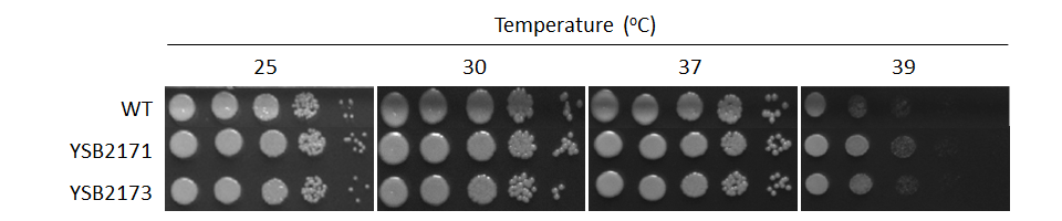 Growth phenotype for CNAG_06719T0