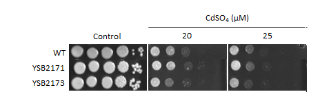 Heavy metal stress phenotype for CNAG_06719T0