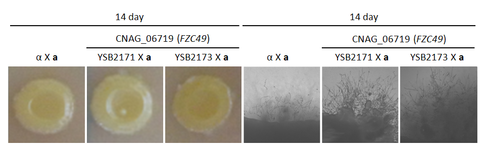 Mating phenotype for CNAG_06719T0