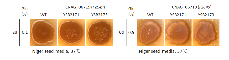 Melanin phenotype for CNAG_06719T0