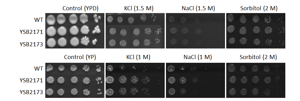 Osmotic stress phenotype for CNAG_06719T0