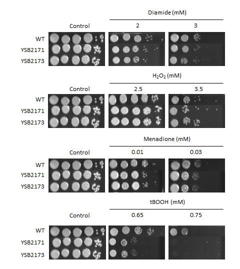 Oxidative stress phenotype for CNAG_06719T0