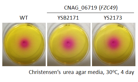 Urease phenotype for CNAG_06719T0