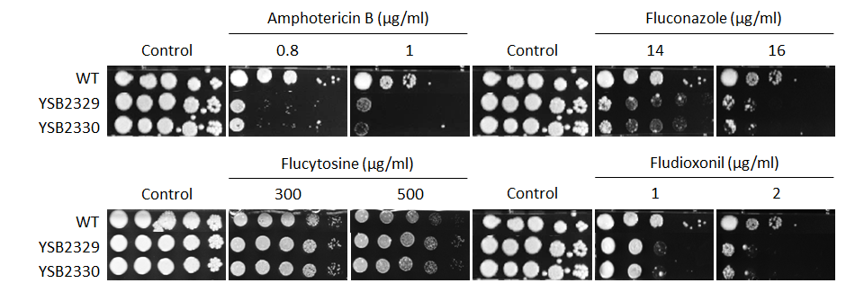 Antifungal drug susceptibility for CNAG_06751T0