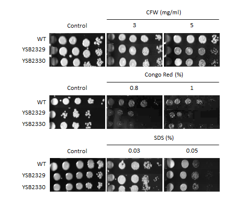 Cell wall stress phenotype for CNAG_06751T0