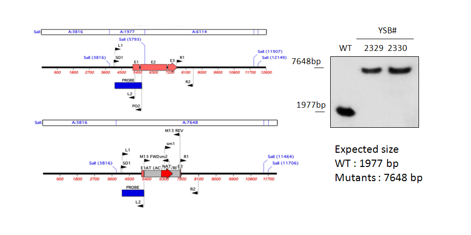 Gene disruption strategy for CNAG_06751T0