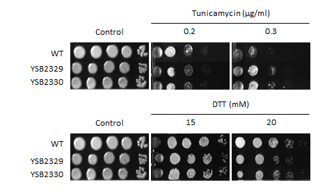 ER stress phenotype for CNAG_06751T0