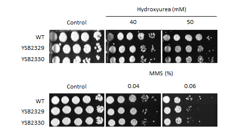 Genotoxic stress phenotype for CNAG_06751T0