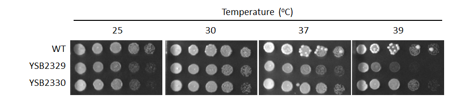 Growth phenotype for CNAG_06751T0