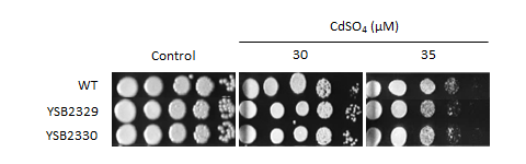 Heavy metal stress phenotype for CNAG_06751T0
