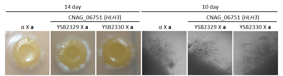 Mating phenotype for CNAG_06751T0