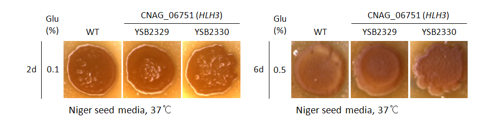 Melanin phenotype for CNAG_06751T0