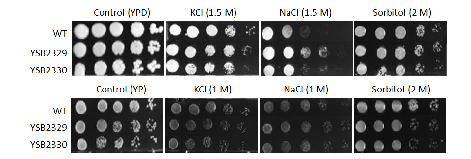 Osmotic stress phenotype for CNAG_06751T0