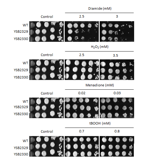 Oxidative stress phenotype for CNAG_06751T0