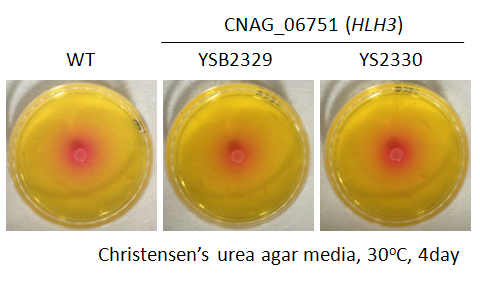 Urease phenotype for CNAG_06751T0