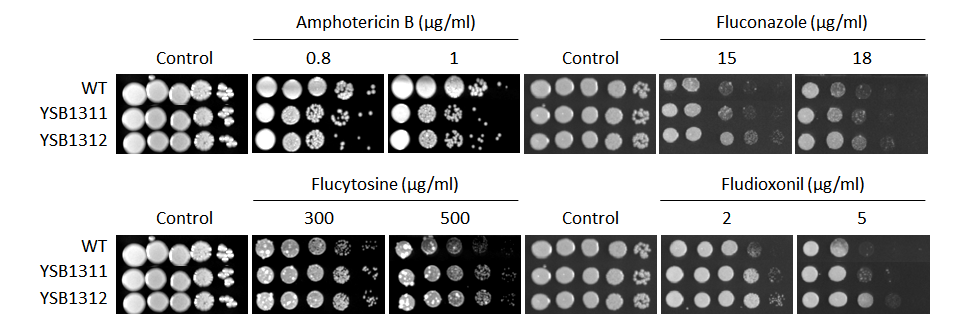 Antifungal drug susceptibility for CNAG_06762T0