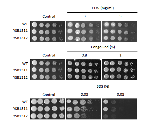 Cell wall stress phenotype for CNAG_06762T0