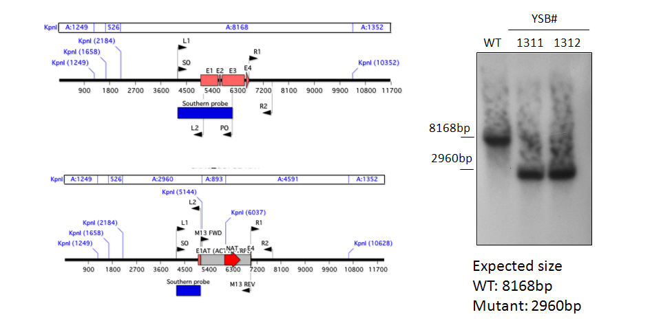 Gene disruption strategy for CNAG_06762T0
