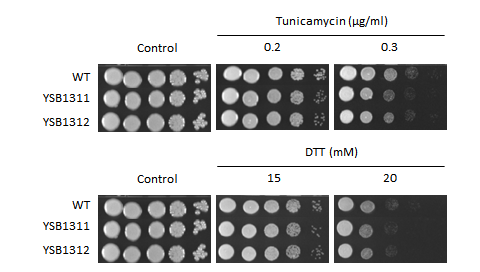 ER stress phenotype for CNAG_06762T0