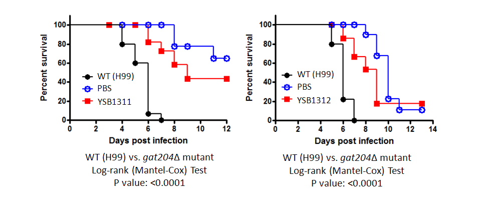 Galleria mellonella virulence data for CNAG_06762T0