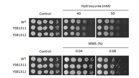 Genotoxic stress phenotype for CNAG_06762T0