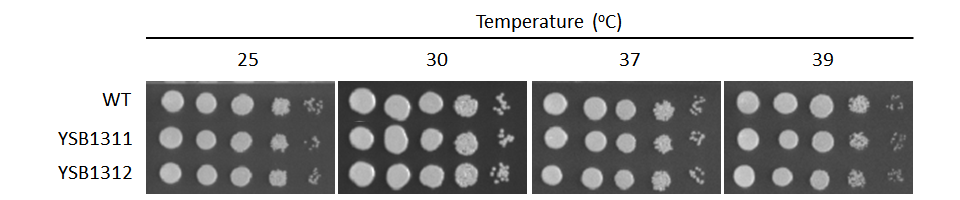 Growth phenotype for CNAG_06762T0