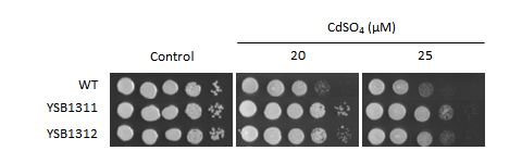 Heavy metal stress phenotype for CNAG_06762T0