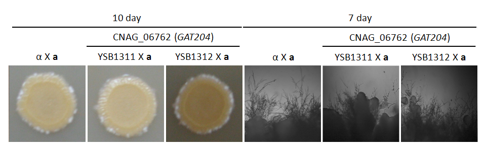 Mating phenotype for CNAG_06762T0