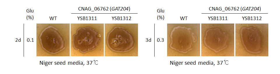 Melanin phenotype for CNAG_06762T0
