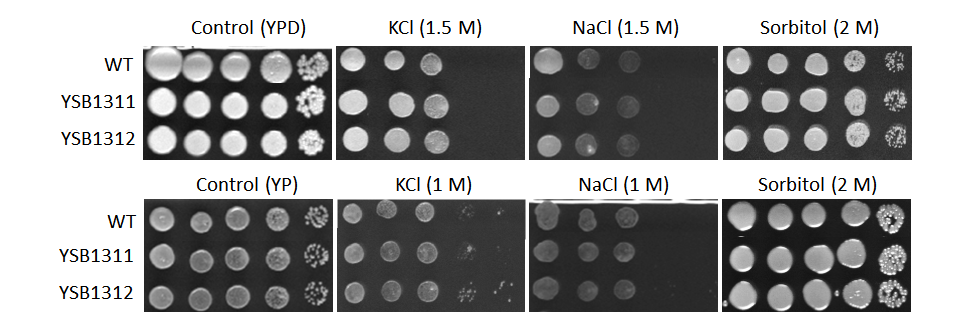 Osmotic stress phenotype for CNAG_06762T0