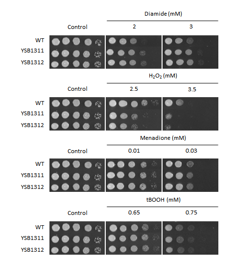 Oxidative stress phenotype for CNAG_06762T0