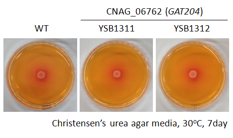 Urease phenotype for CNAG_06762T0