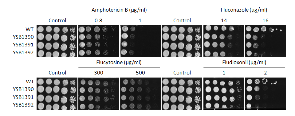 Antifungal drug susceptibility for CNAG_06814T0