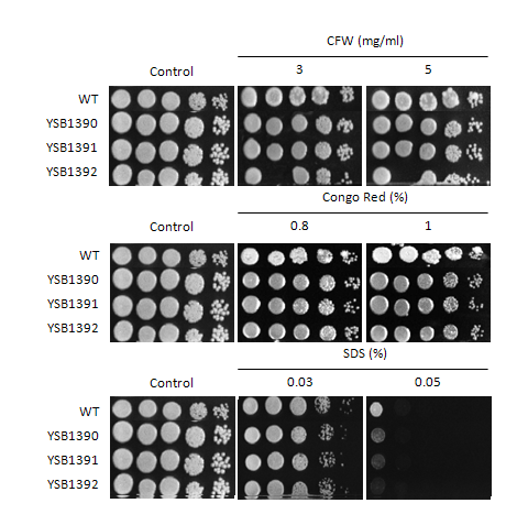 Cell wall stress phenotype for CNAG_06814T0