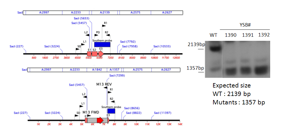 Gene disruption strategy for CNAG_06814T0