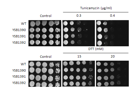 ER stress phenotype for CNAG_06814T0