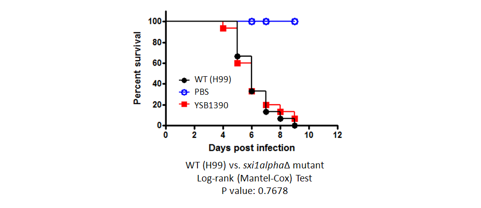 Galleria mellonella virulence data for CNAG_06814T0
