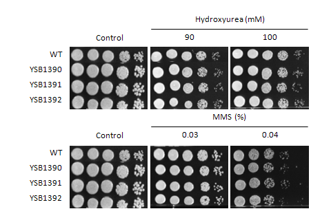 Genotoxic stress phenotype for CNAG_06814T0