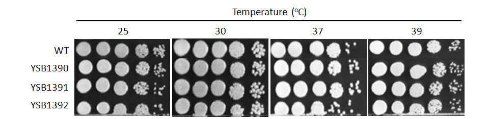Growth phenotype for CNAG_06814T0