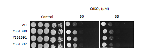 Heavy metal stress phenotype for CNAG_06814T0