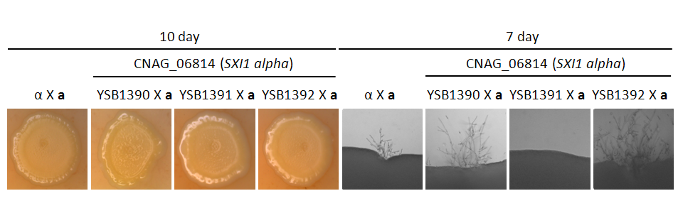 Mating phenotype for CNAG_06814T0
