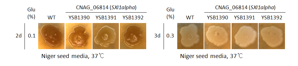 Melanin phenotype for CNAG_06814T0