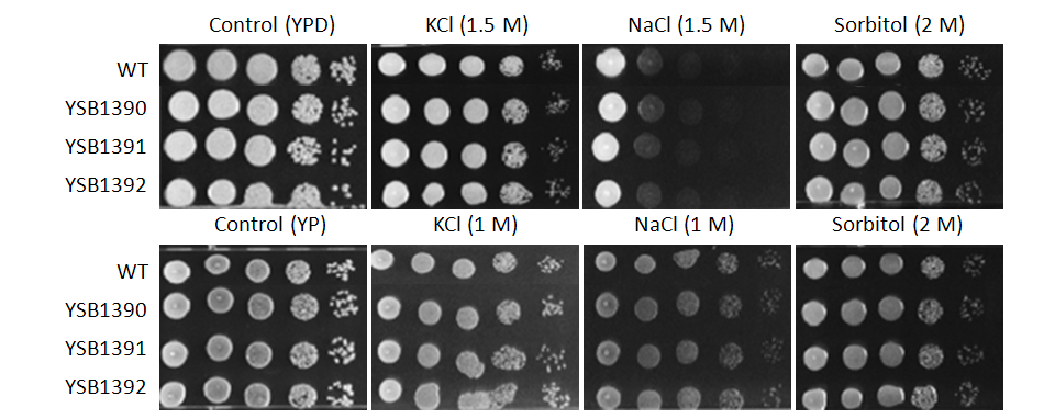 Osmotic stress phenotype for CNAG_06814T0