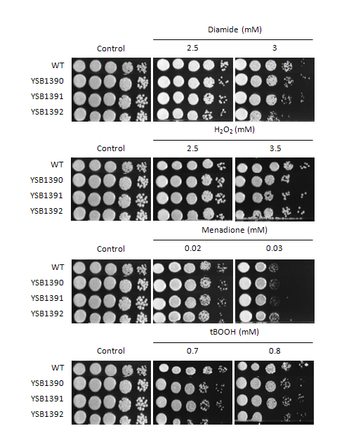 Oxidative stress phenotype for CNAG_06814T0