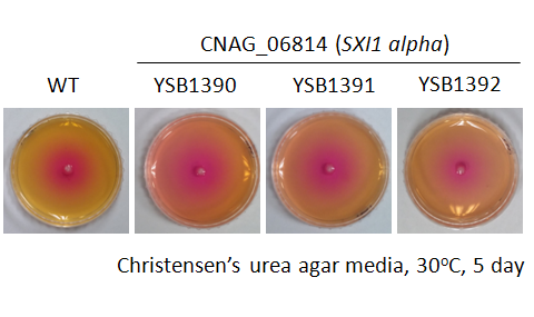 Urease phenotype for CNAG_06814T0