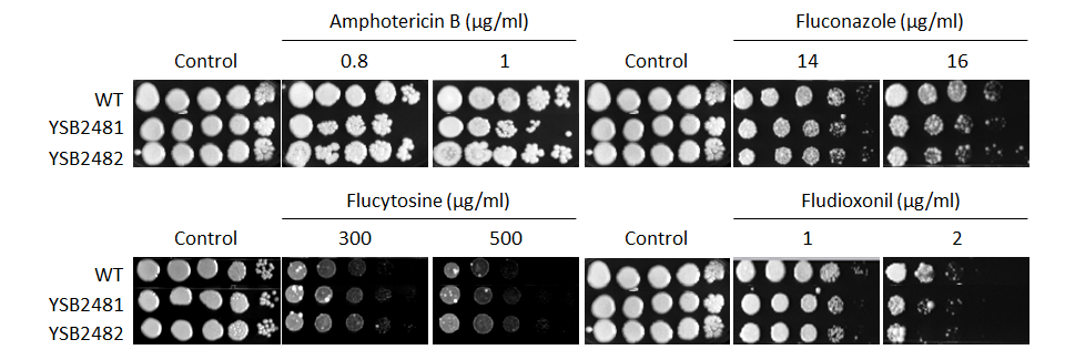 Antifungal drug susceptibility for CNAG_06818T1