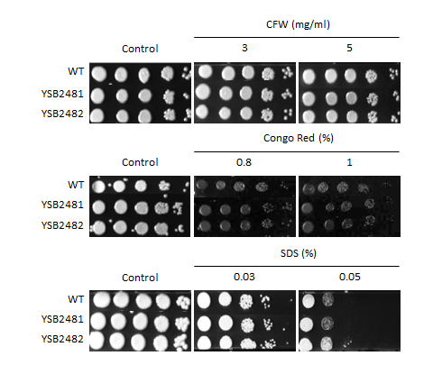 Cell wall stress phenotype for CNAG_06818T1